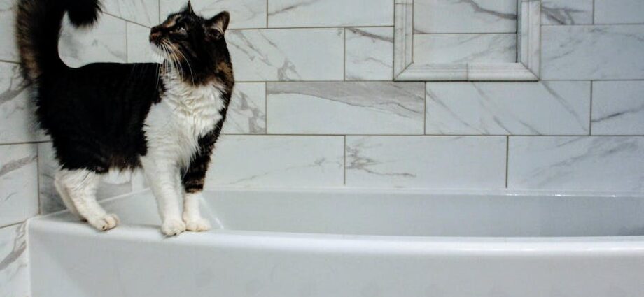Kot chodzi po czystej łazience w domu